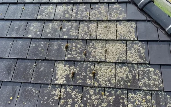 Démoussage de toitures Renovatie Lclean